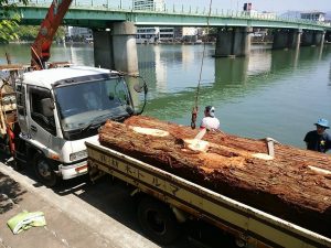 用意された丸太はナント約300㎏